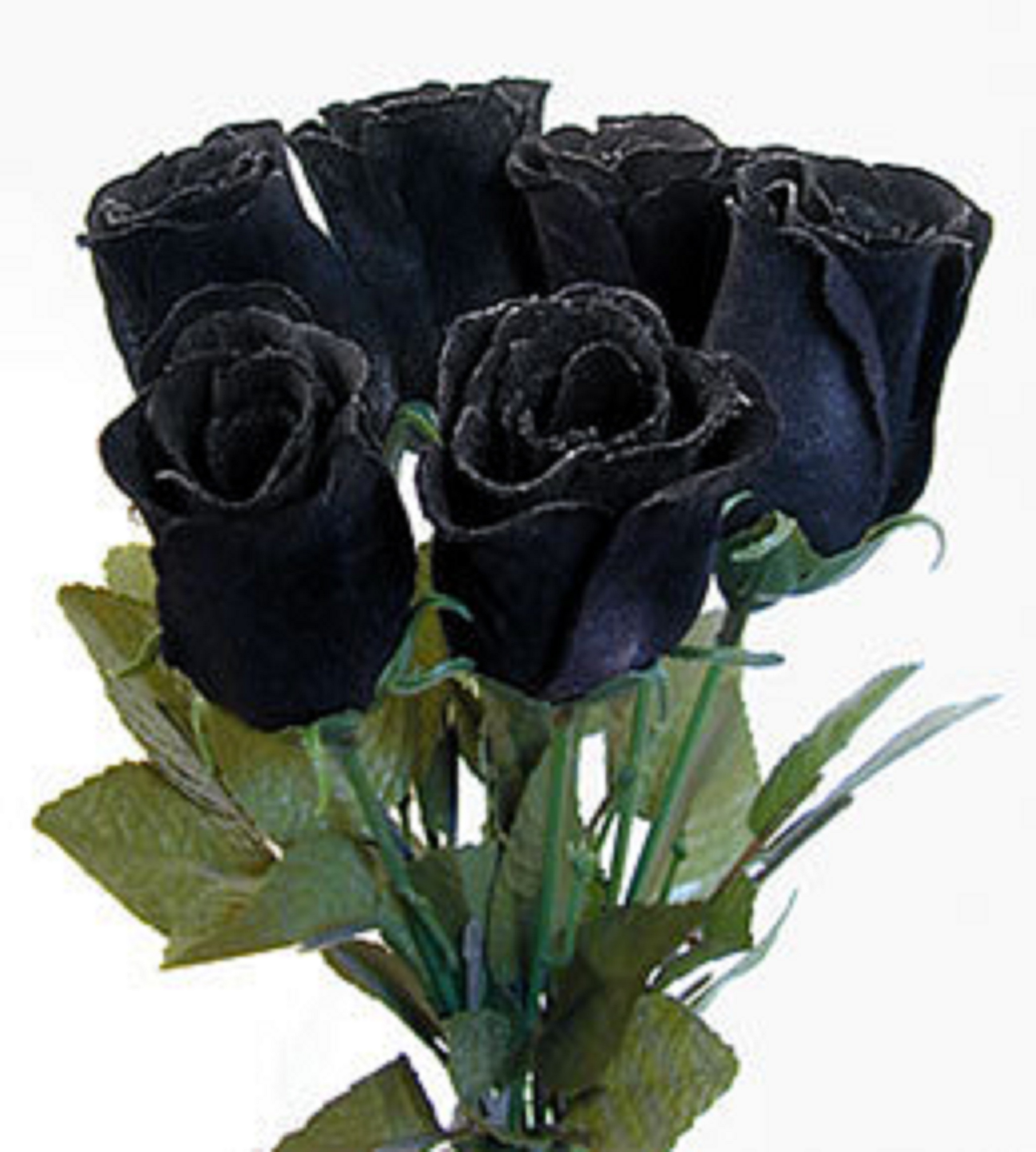 Real Black Roses Turkey